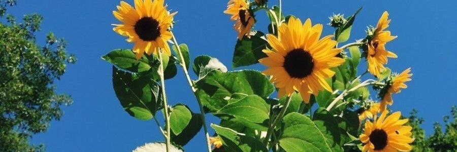lilacskyx's profile banner image