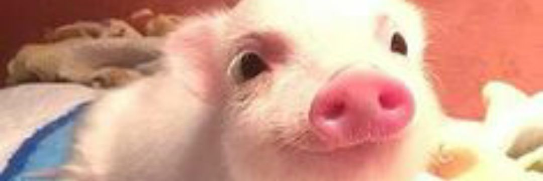 alexia_escobar's profile banner image