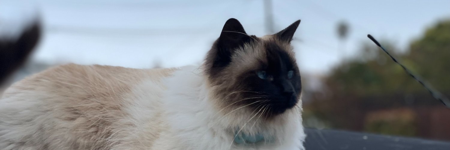 Lost Girl Dev banner