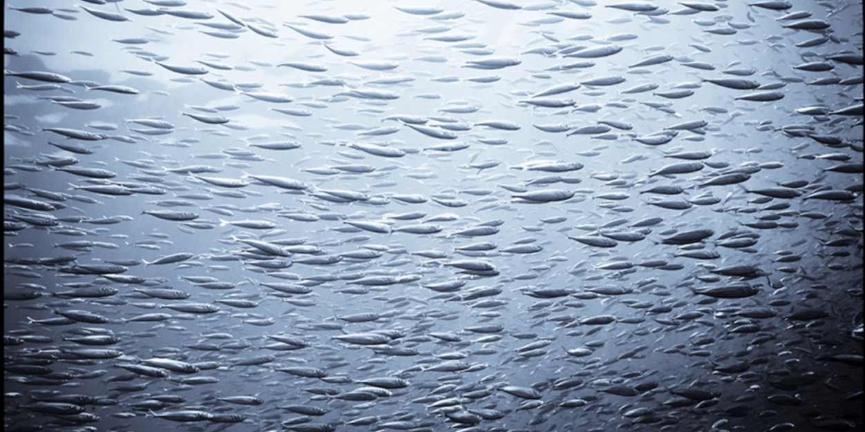 OceanMinds's profile banner image
