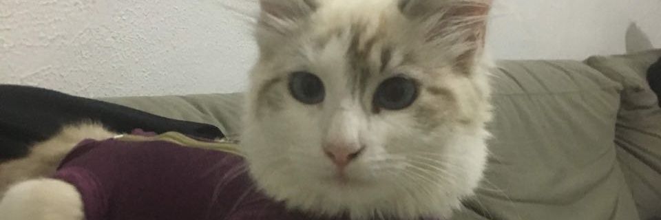 CA_ASRP's profile banner image