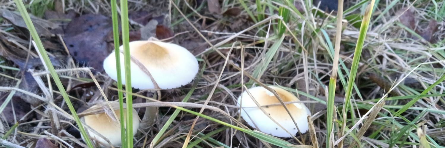 CosmicStudiesInc. banner