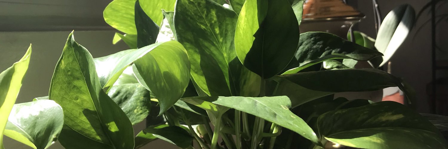 devinannimal's profile banner image