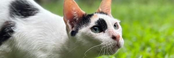 markcadut Profile Banner