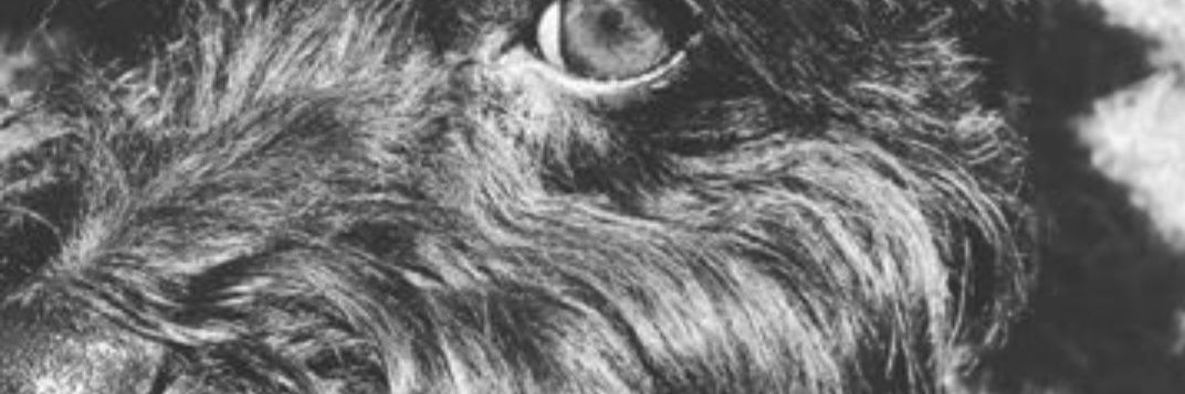 alejandra_c_s's profile banner image