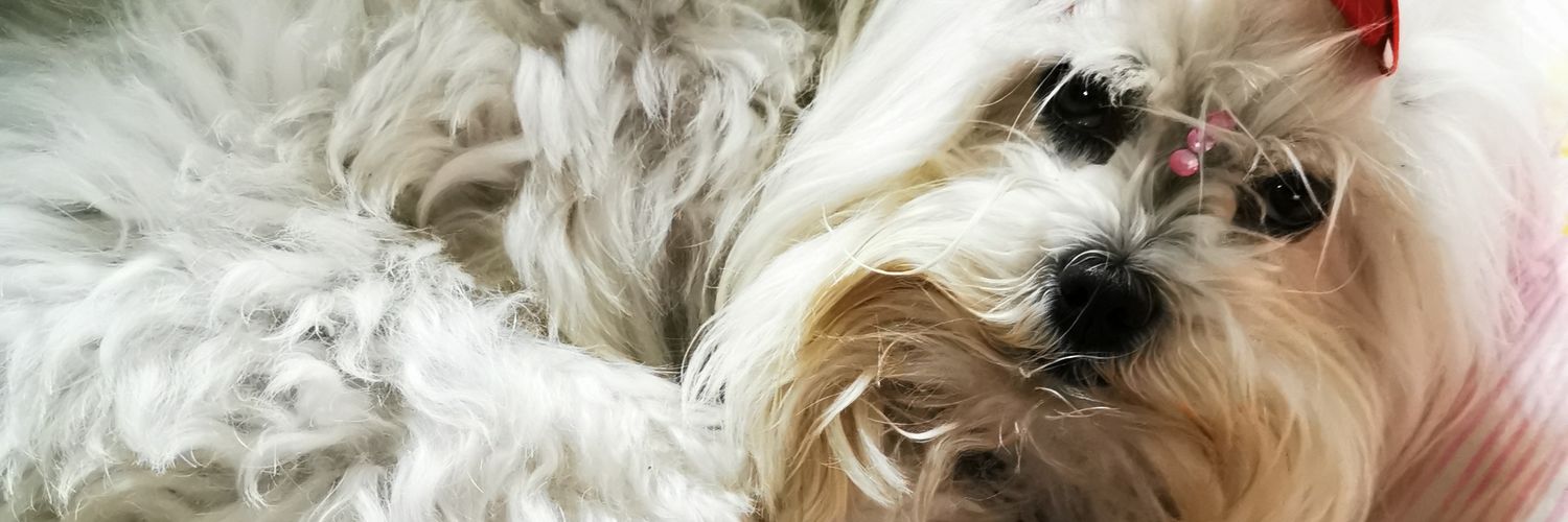 leticandia's profile banner image
