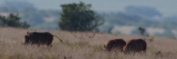 bd_himes Profile Banner