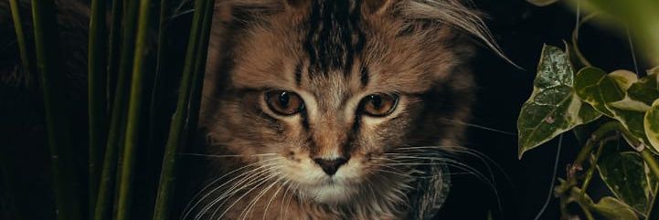 awandand_'s profile banner image