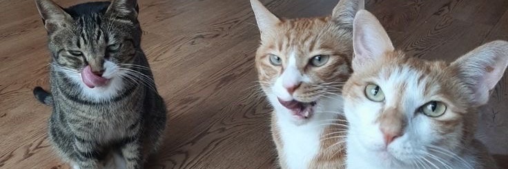 lino omega boypussy twink subbyboy banner