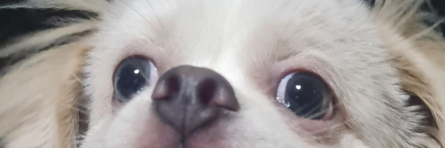 veritoauza's profile banner image