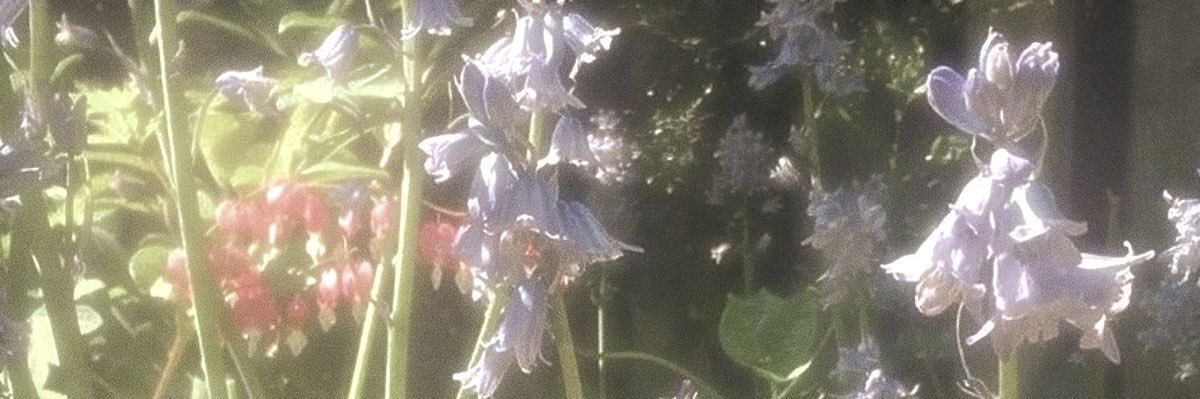 Лечутка banner