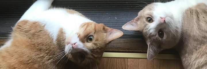 Lisa Vandever banner