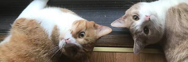 lisavandever Profile Banner