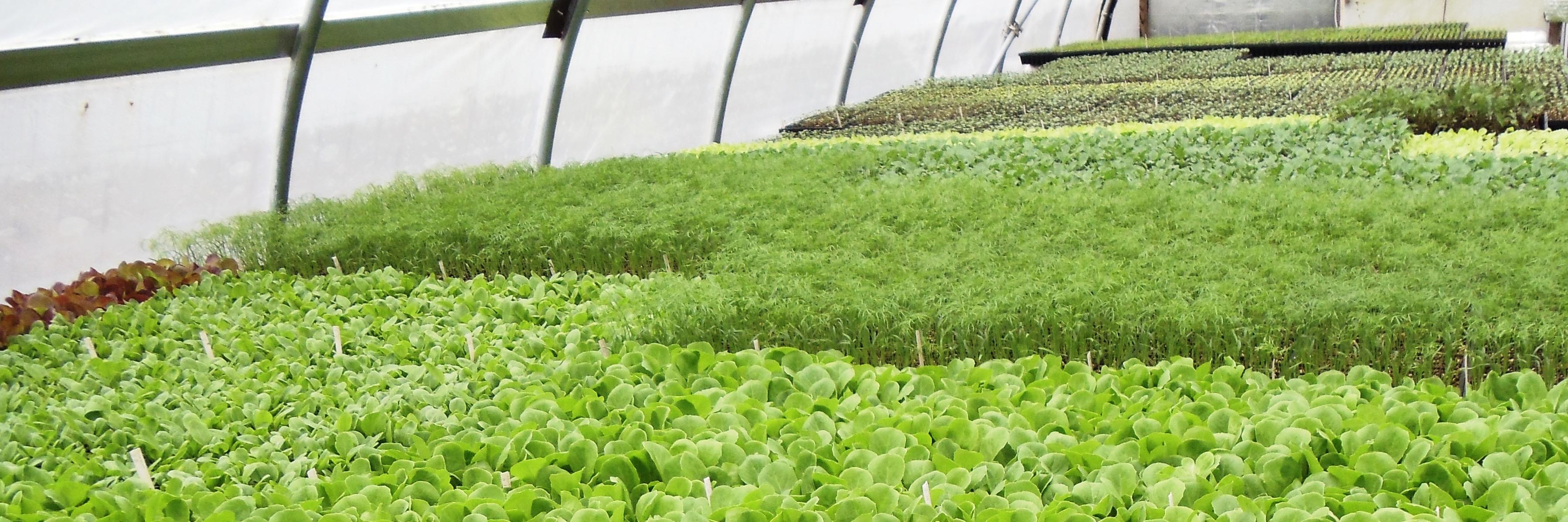 Future Harvest banner