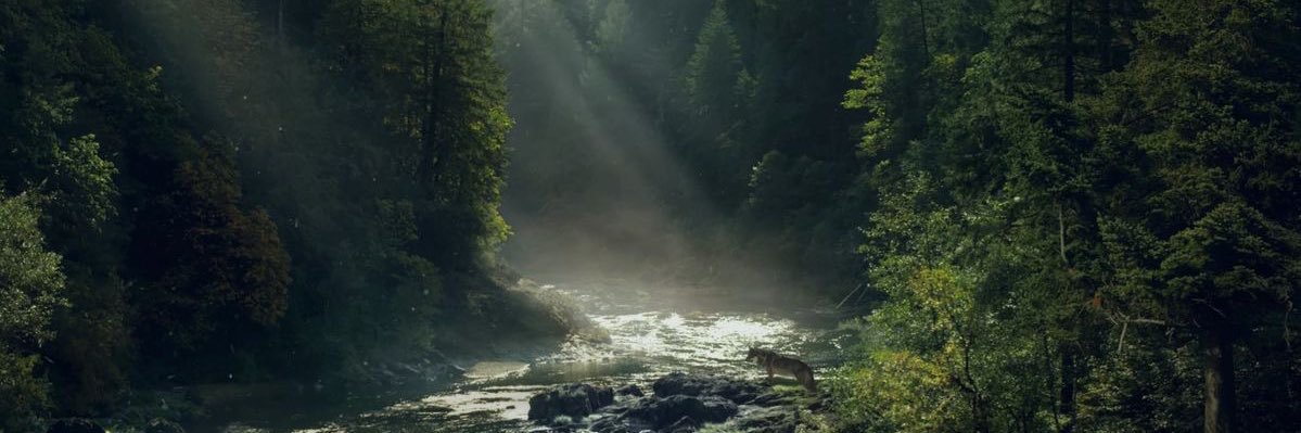 bigby 🌲's banner