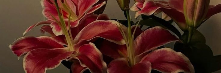A. banner