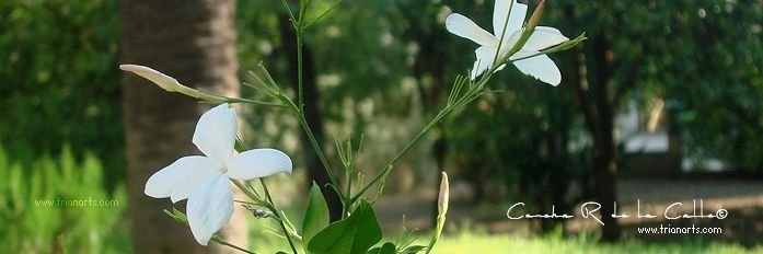 Concha Rodríguez banner