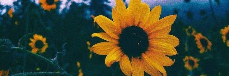 Kocie_'s profile banner image