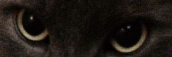 widowspeter's profile banner image