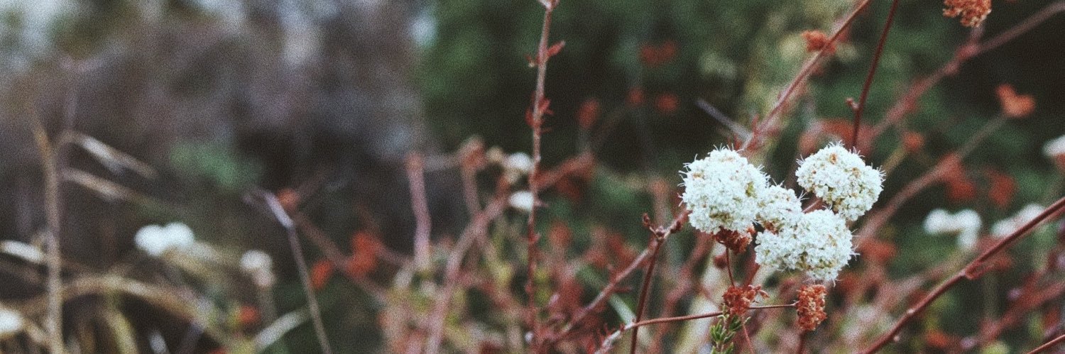 royaleewitcheez's profile banner image
