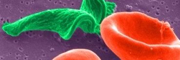 Tiengwe_trypLab's profile banner image