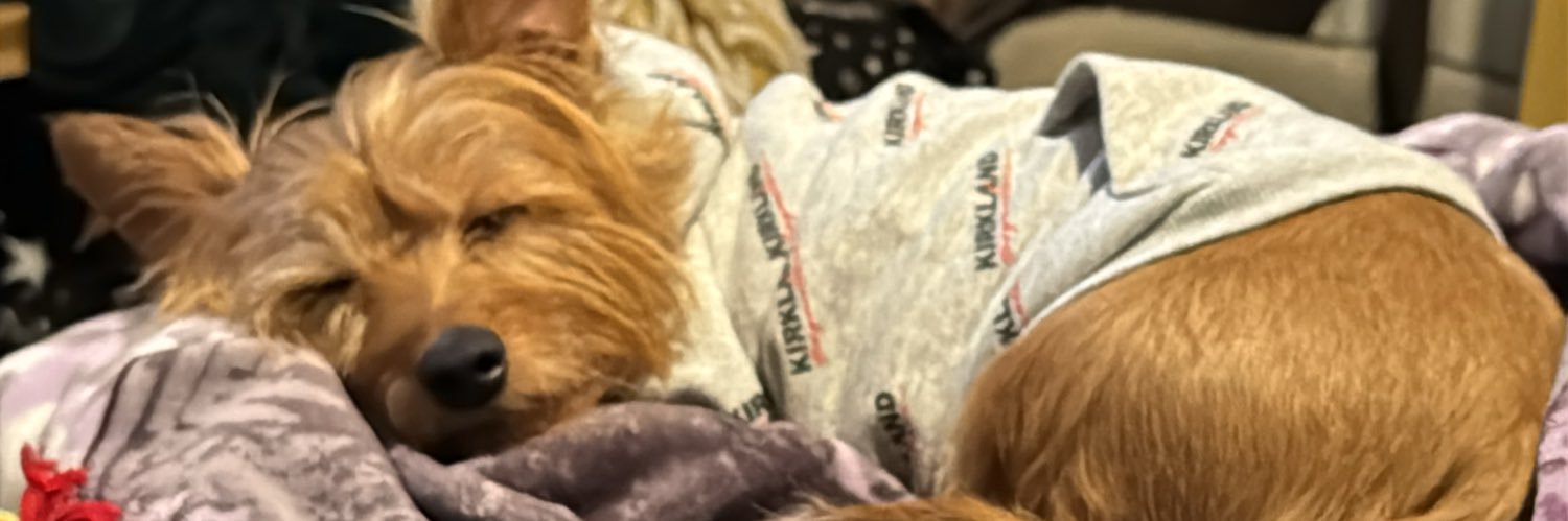 Brit_otter's profile banner image