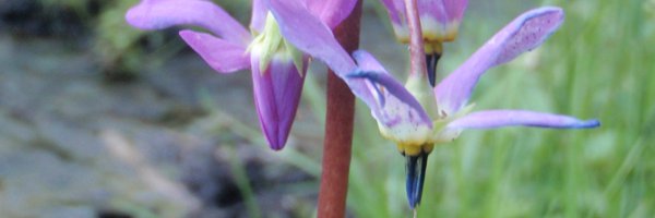 ldiotSavant_ Profile Banner