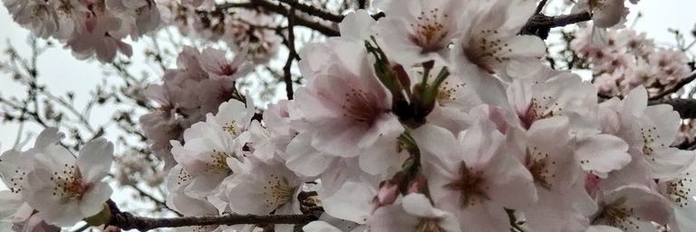 saxya69's profile banner image