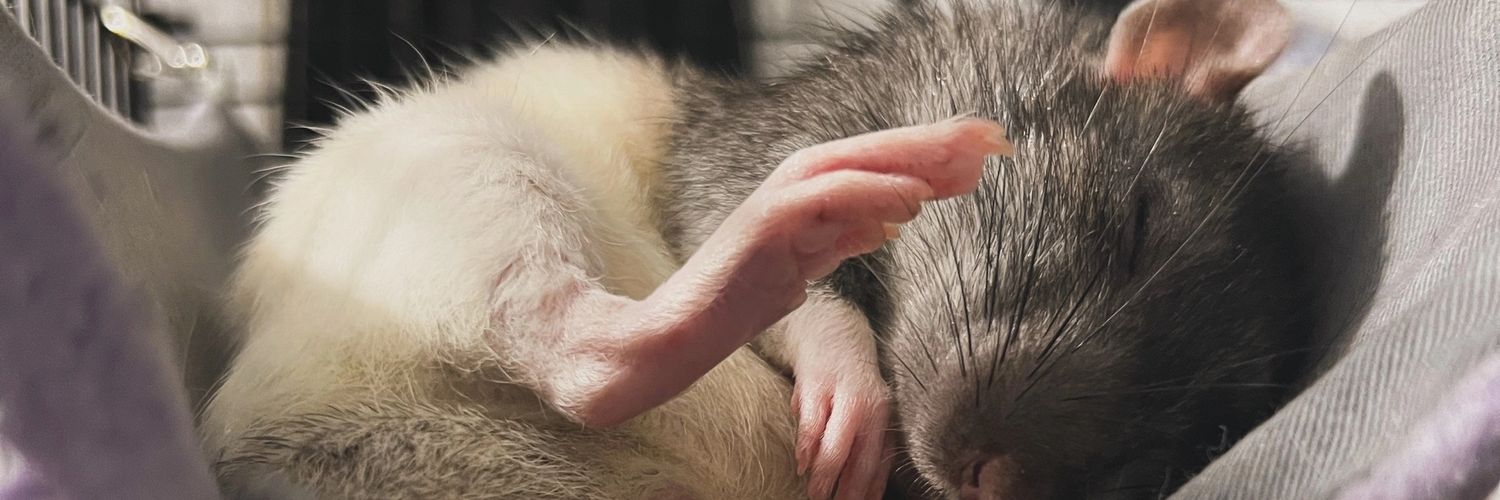 rat Pasyuk's banner