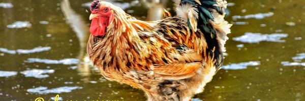 Chynanu Profile Banner