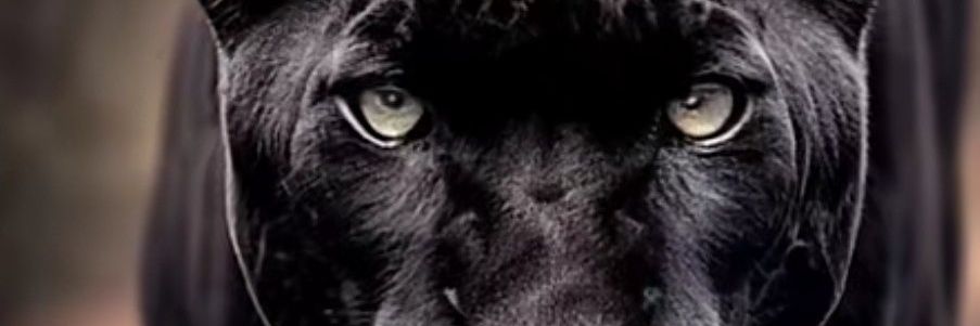 ANTİ FENOMEN! banner