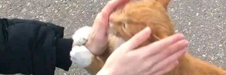 haniya batool banner