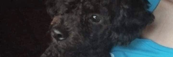 CrisliJackyy's profile banner image
