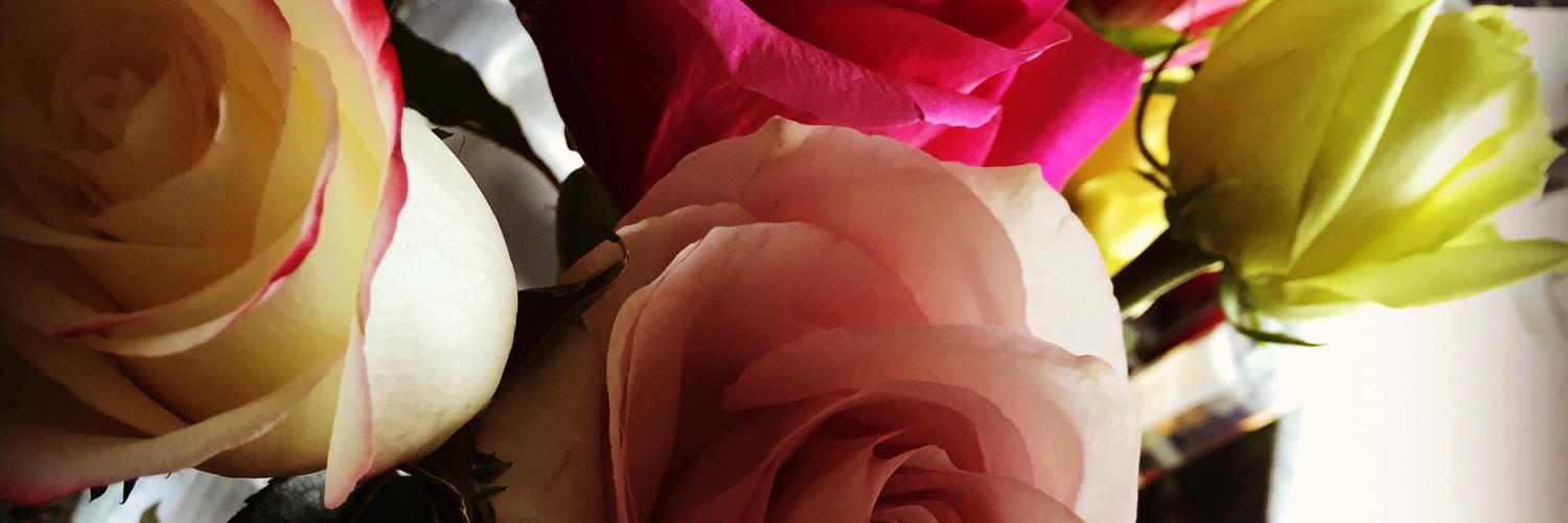 amyleekite's profile banner image