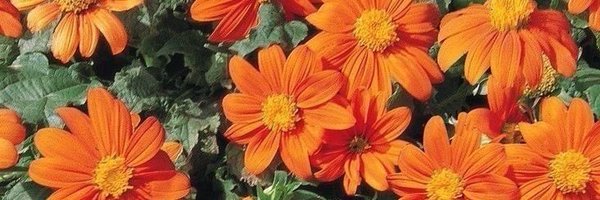 1kn0wn5 Profile Banner