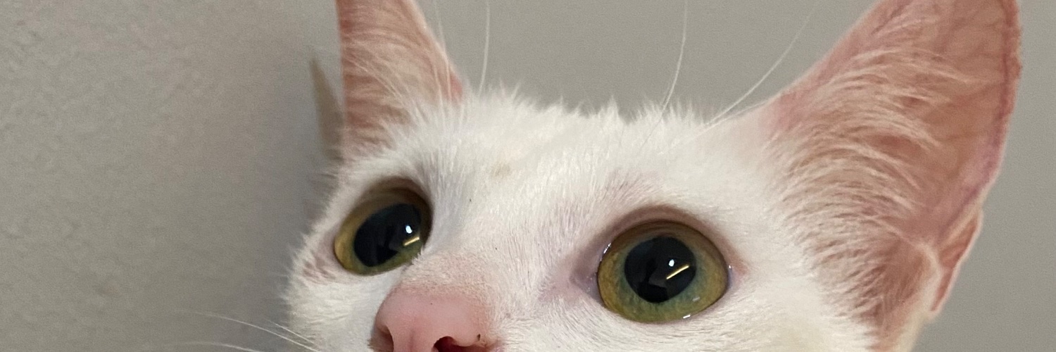 hanifalala's profile banner image