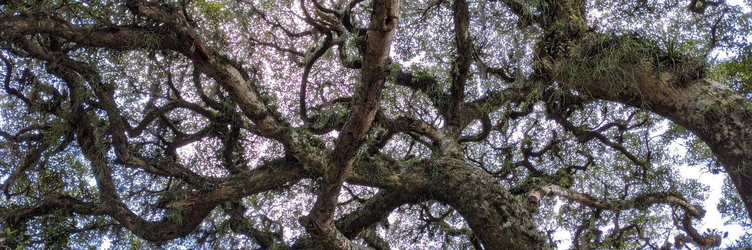 Felipe Geremia Nievinski banner