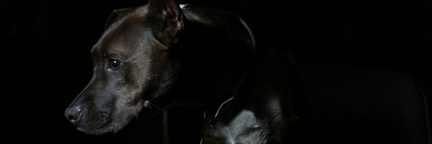 dogfancommunity's profile banner image