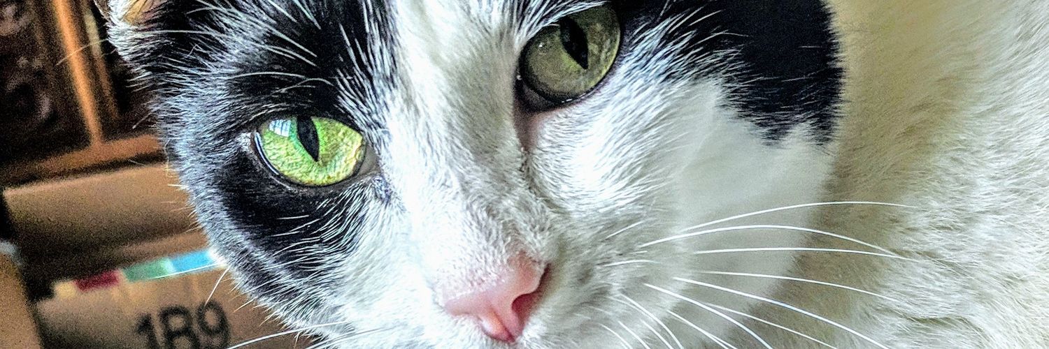 tracilynknights's profile banner image