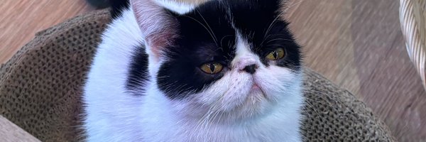 pisy88875 Profile Banner