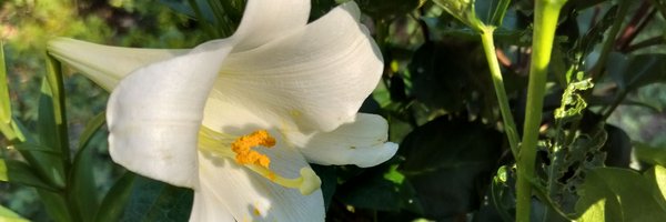 redsplitrailonX Profile Banner