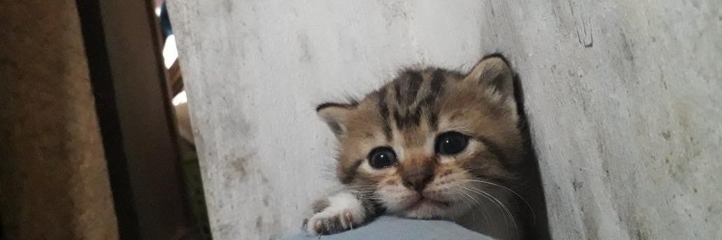Kucingmarah_'s profile banner image