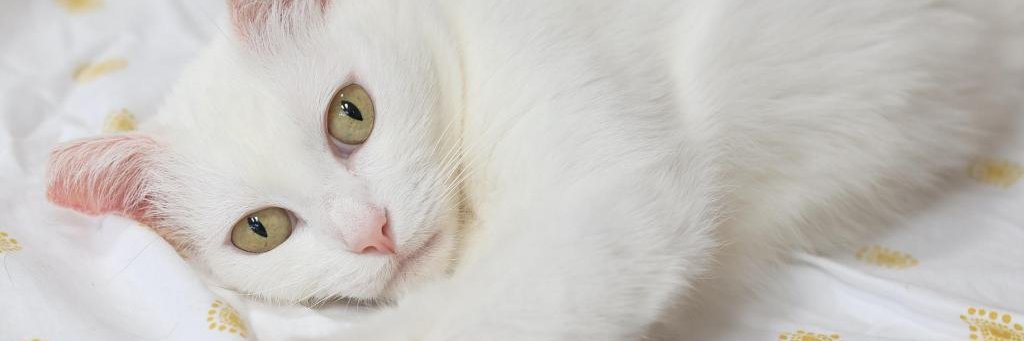 Kitten Rescue banner