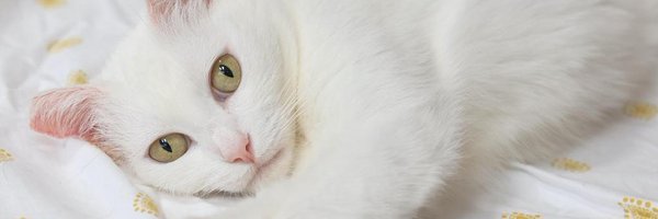KittenRescue Profile Banner