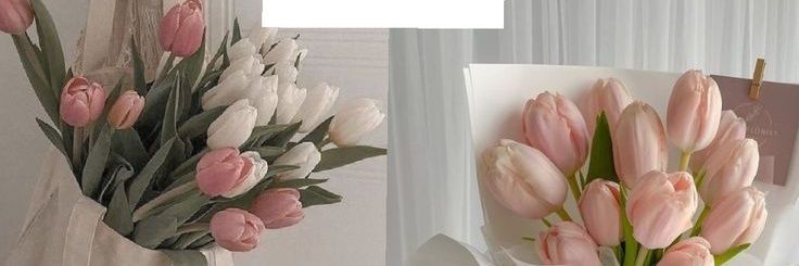 TorresRosa30669's profile banner image