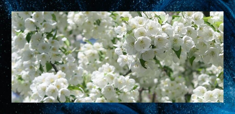 Considine Francisca banner