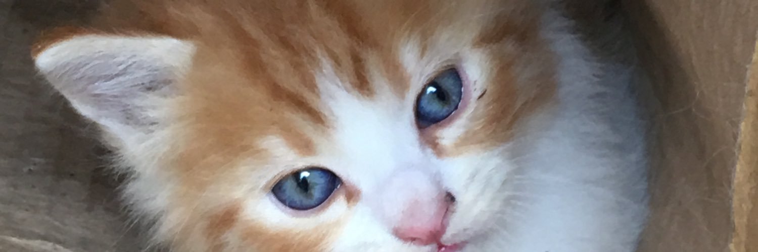 lenore_amy's profile banner image