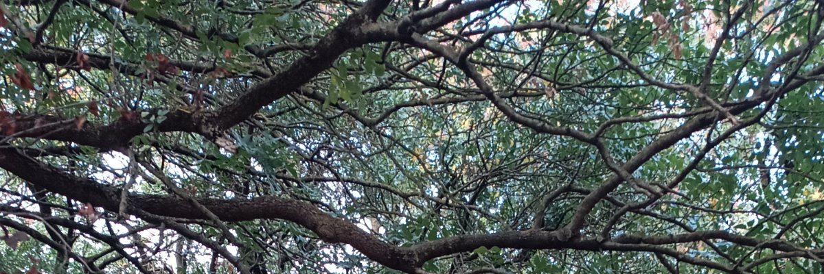 surmew's profile banner image