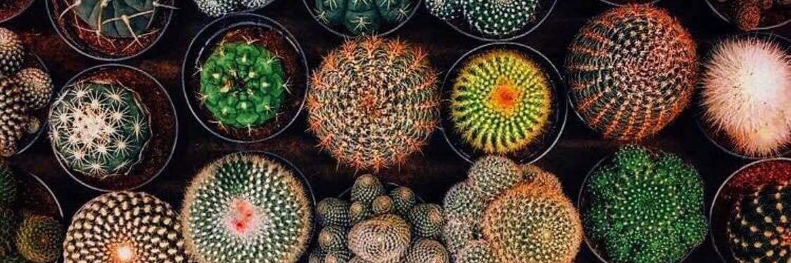 Alrigonz's profile banner image