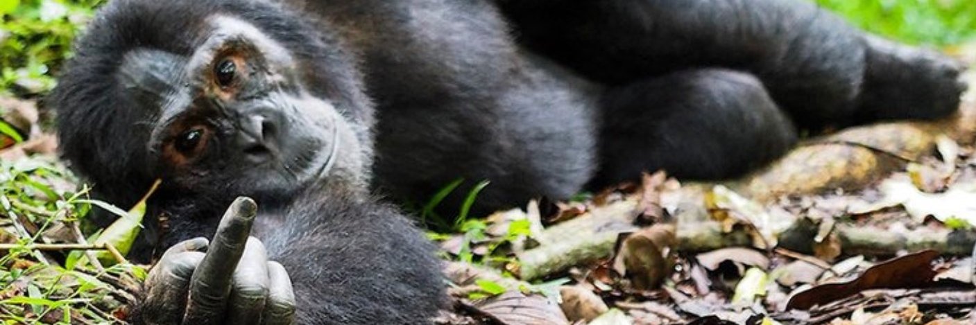 Michał M #PYRY banner